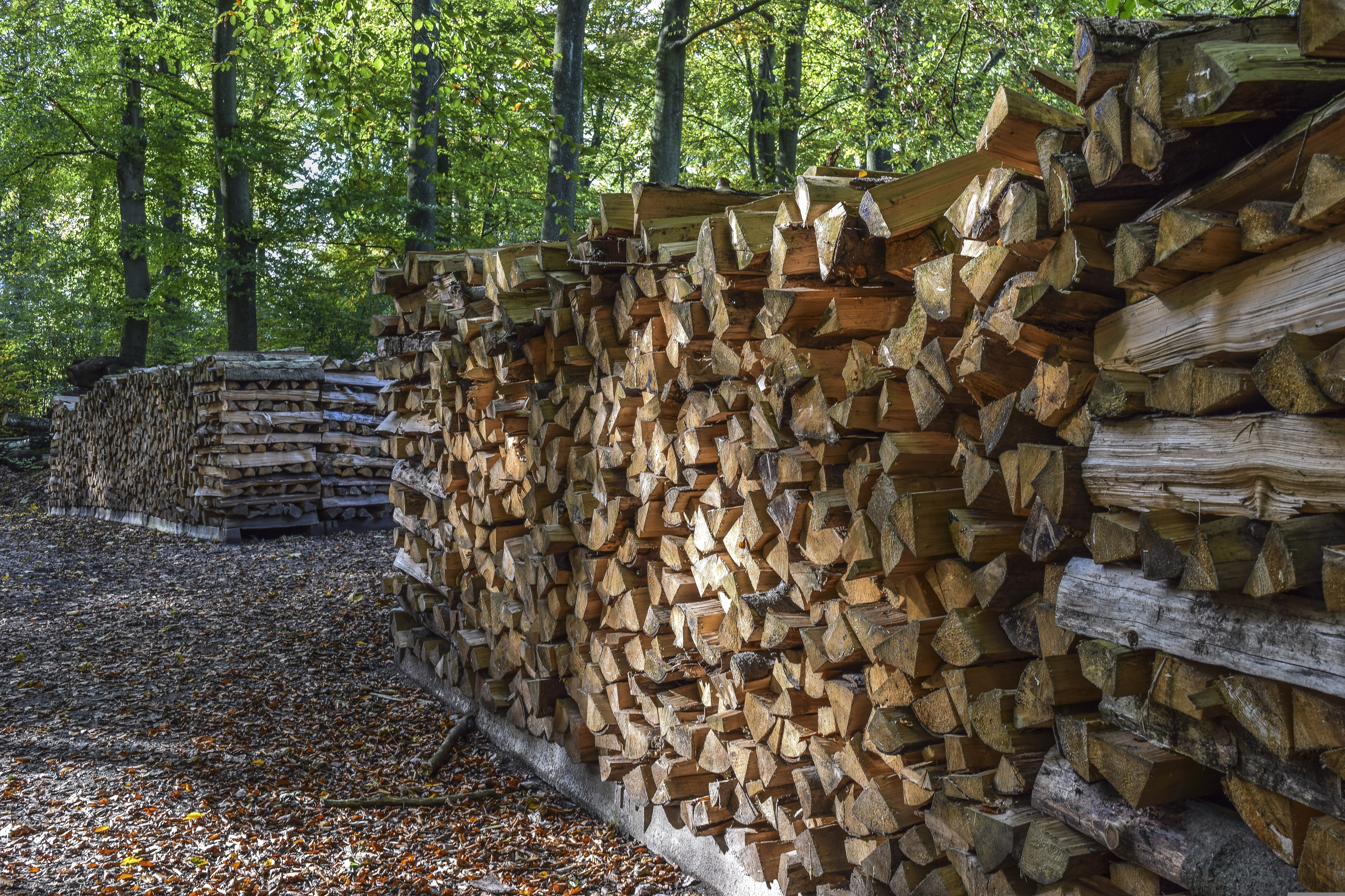 Petits travaux forestiers et d’entretien