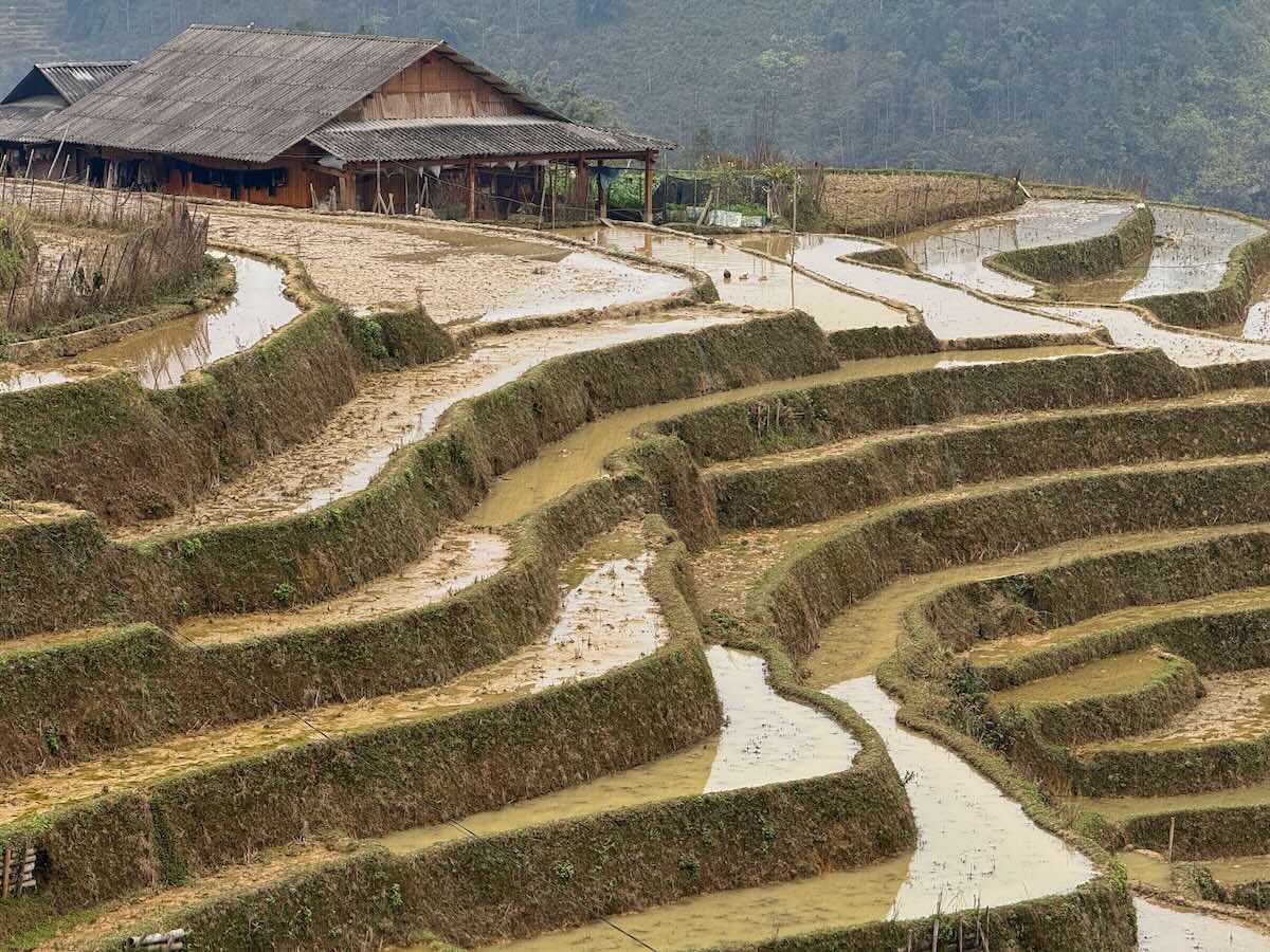 Flooded rice terraces and a traditional village house during planting season near Sapa.