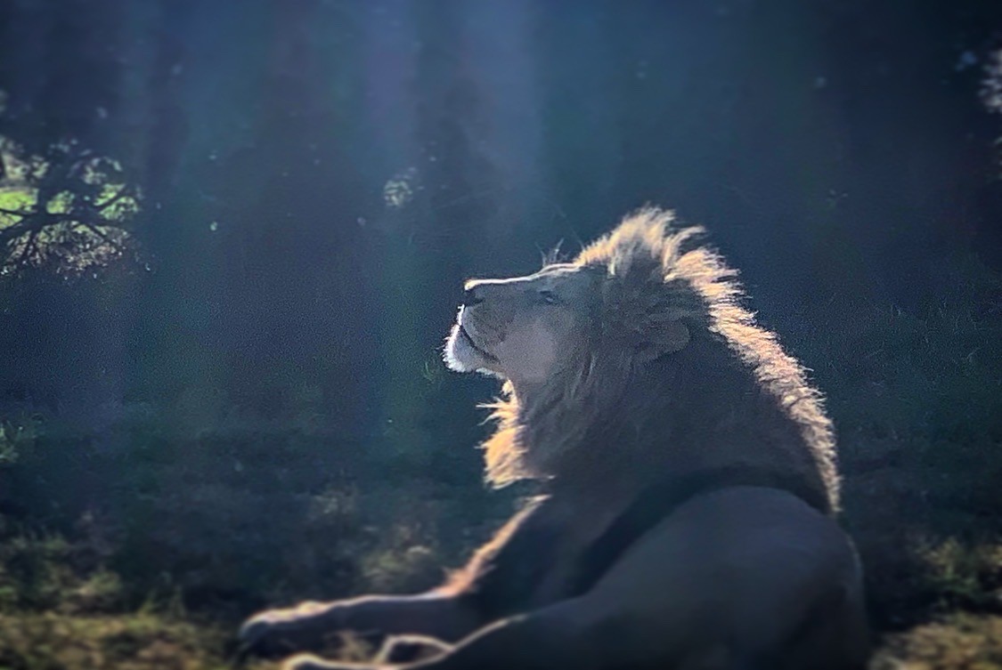 south africa immersion