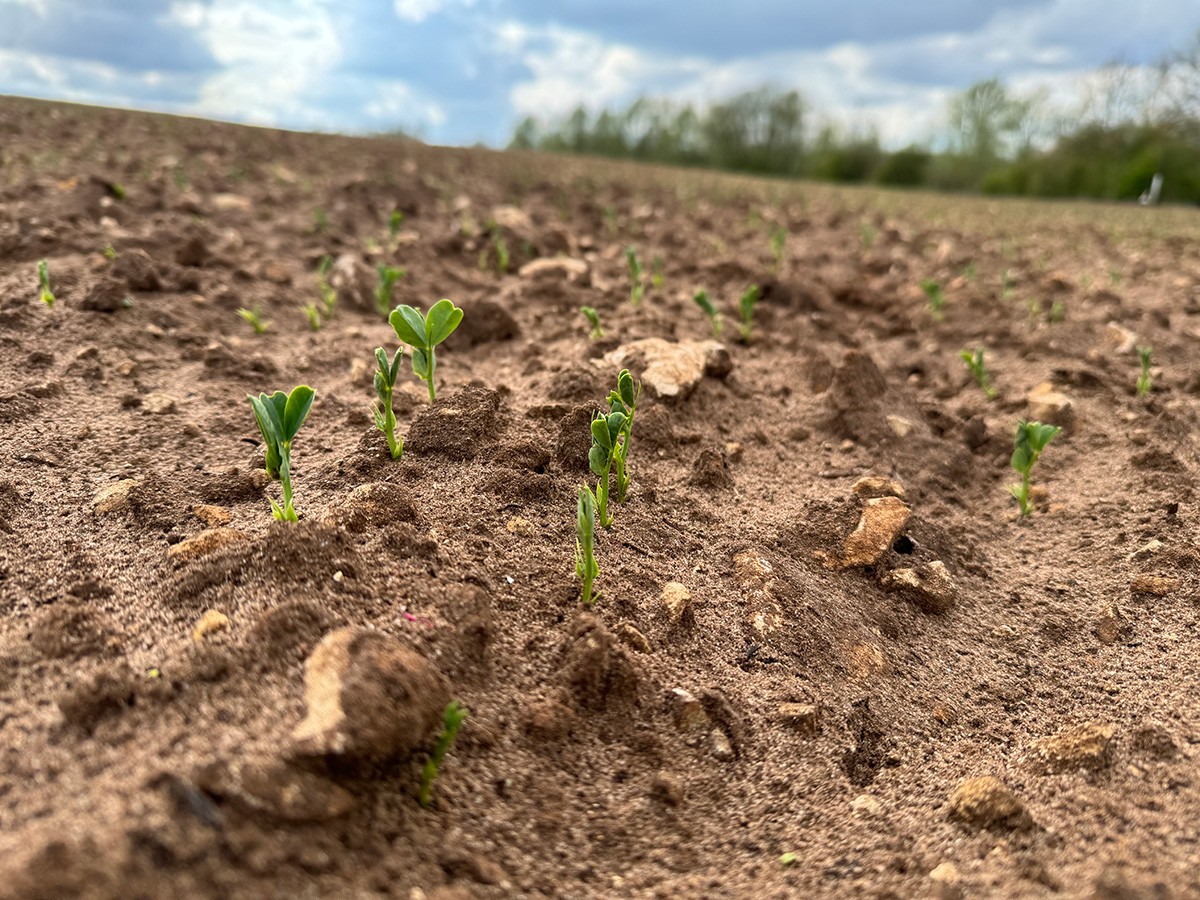 Close-up of young pea seedlings with their first true leaves emerging from stony soil, with trees and cloudy sky visible in the background.