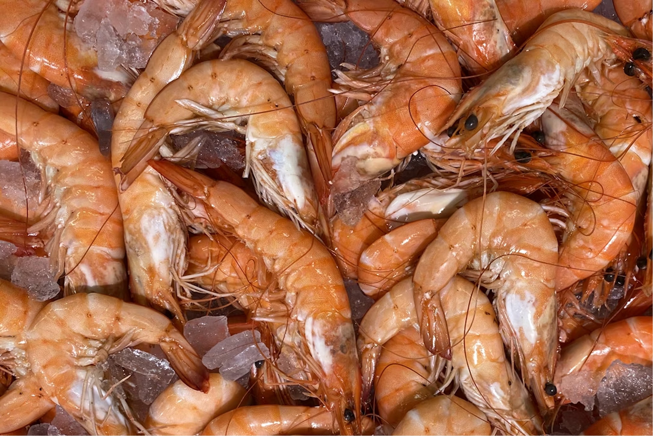 Extraction of Chitin and Chitosan from shrimp