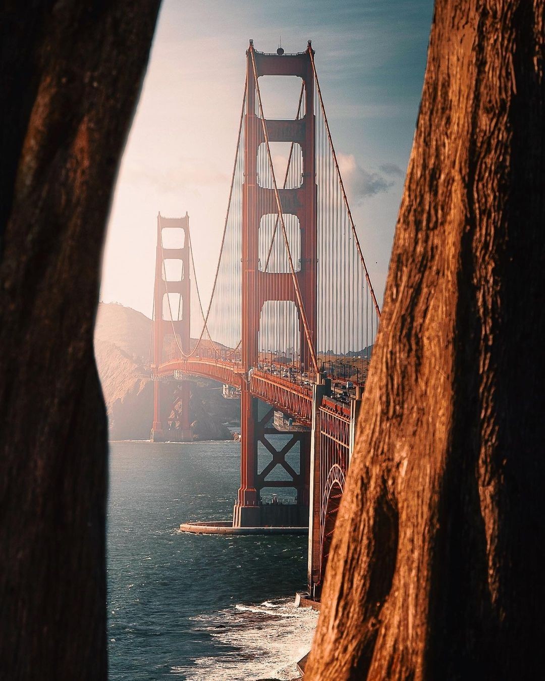 Golden Gate Bridge seen through the trunks of redwood trees.