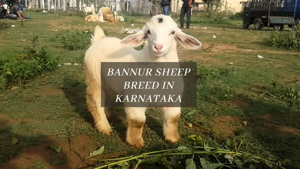 Bannur Sheep Breed Farming in Karnataka