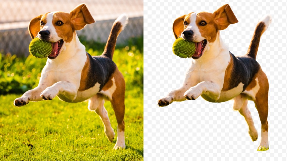 Bouncing dog, comparing before and after background removal with AI