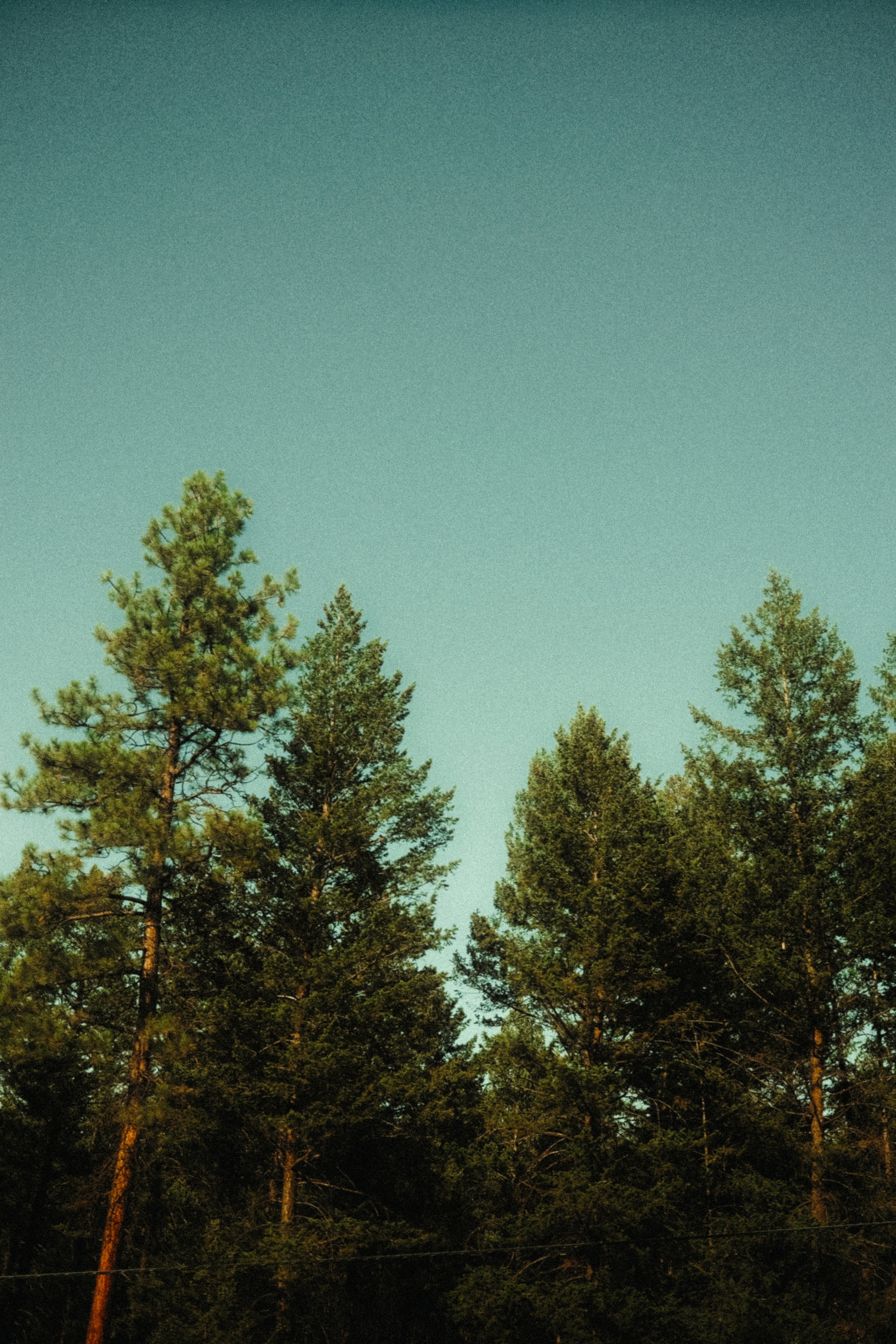 Ghost Bird Creative hero background