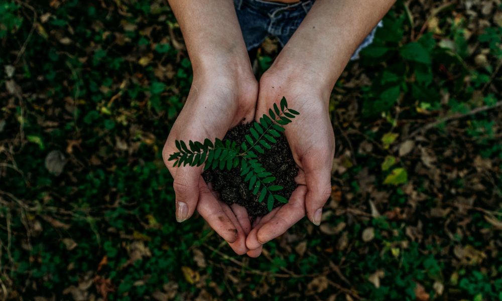 A hand getting ready to plant leaves in a garden.