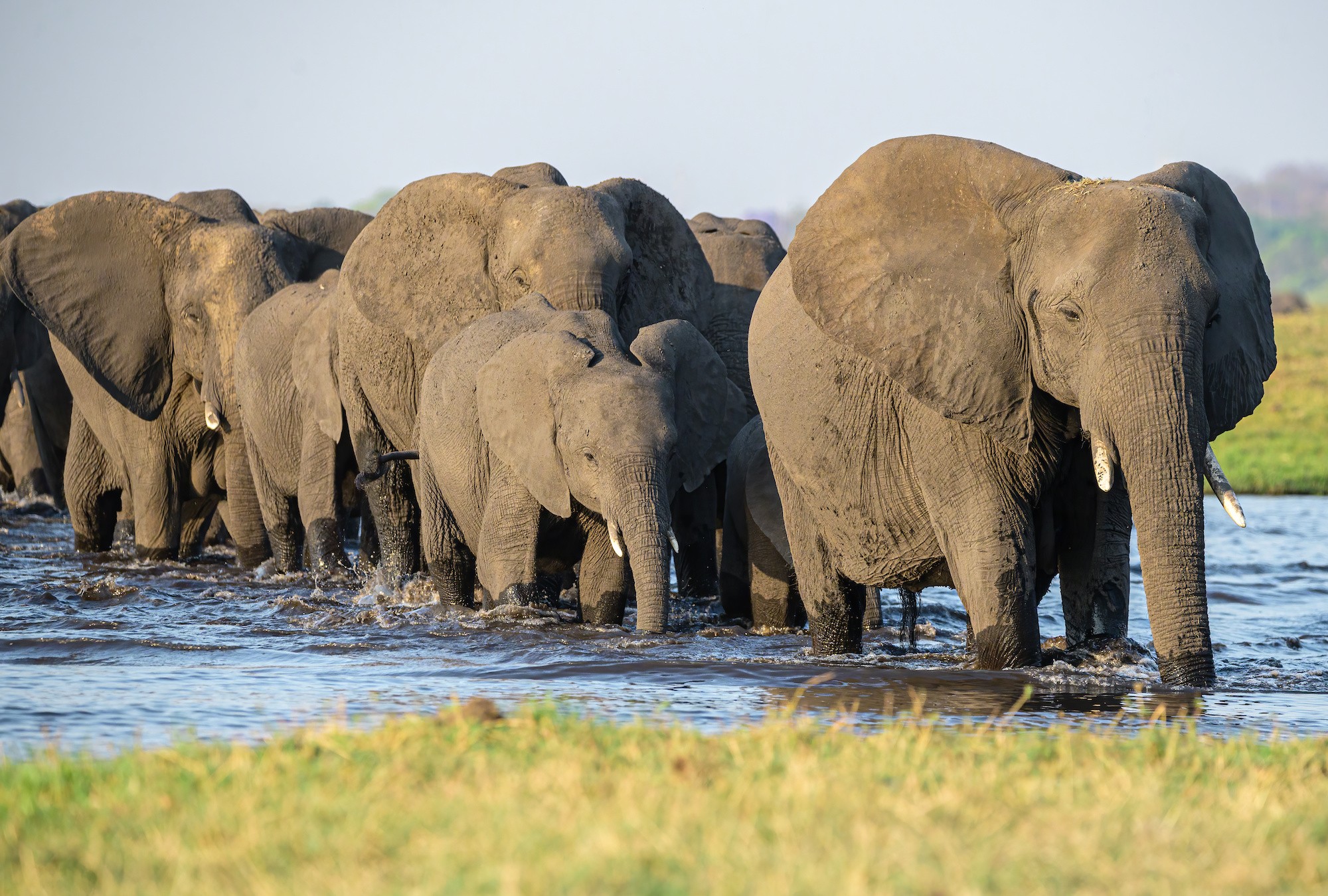 Chobe National Park
