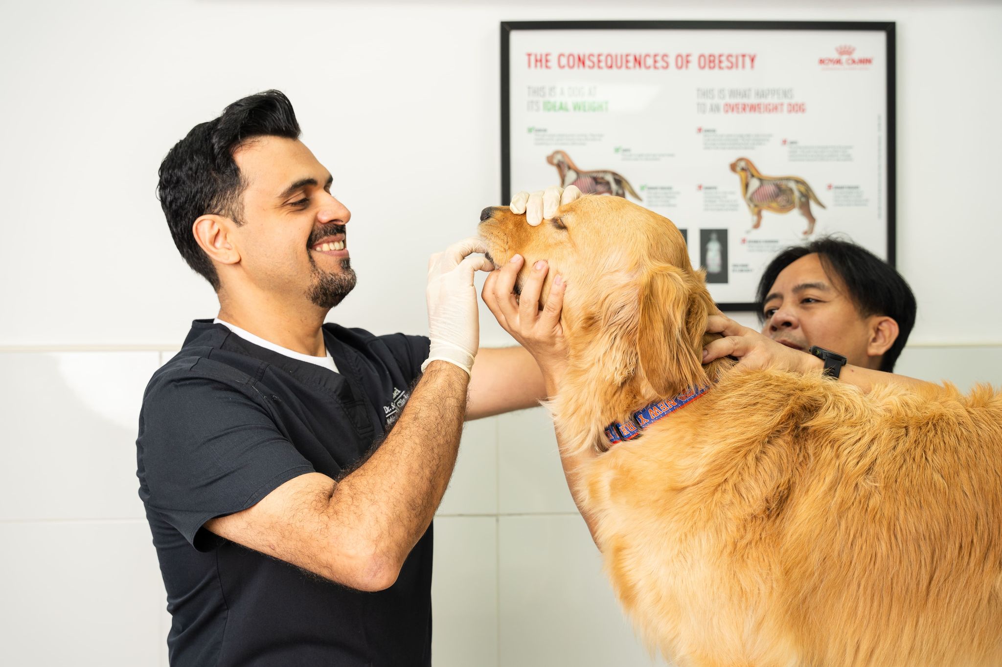 A vet is checking a dog's mouth for any clues on why the dog is vomiting.
