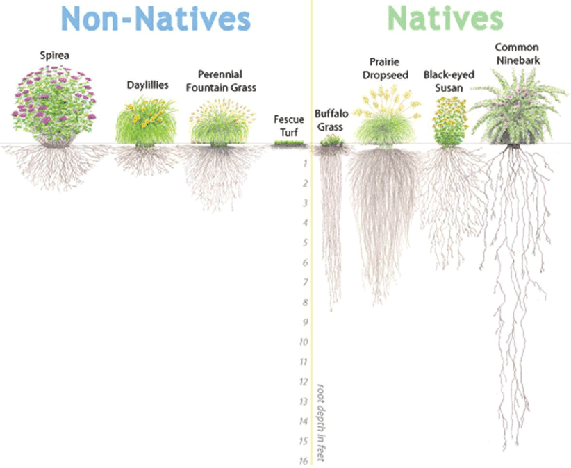 Native plant garden image