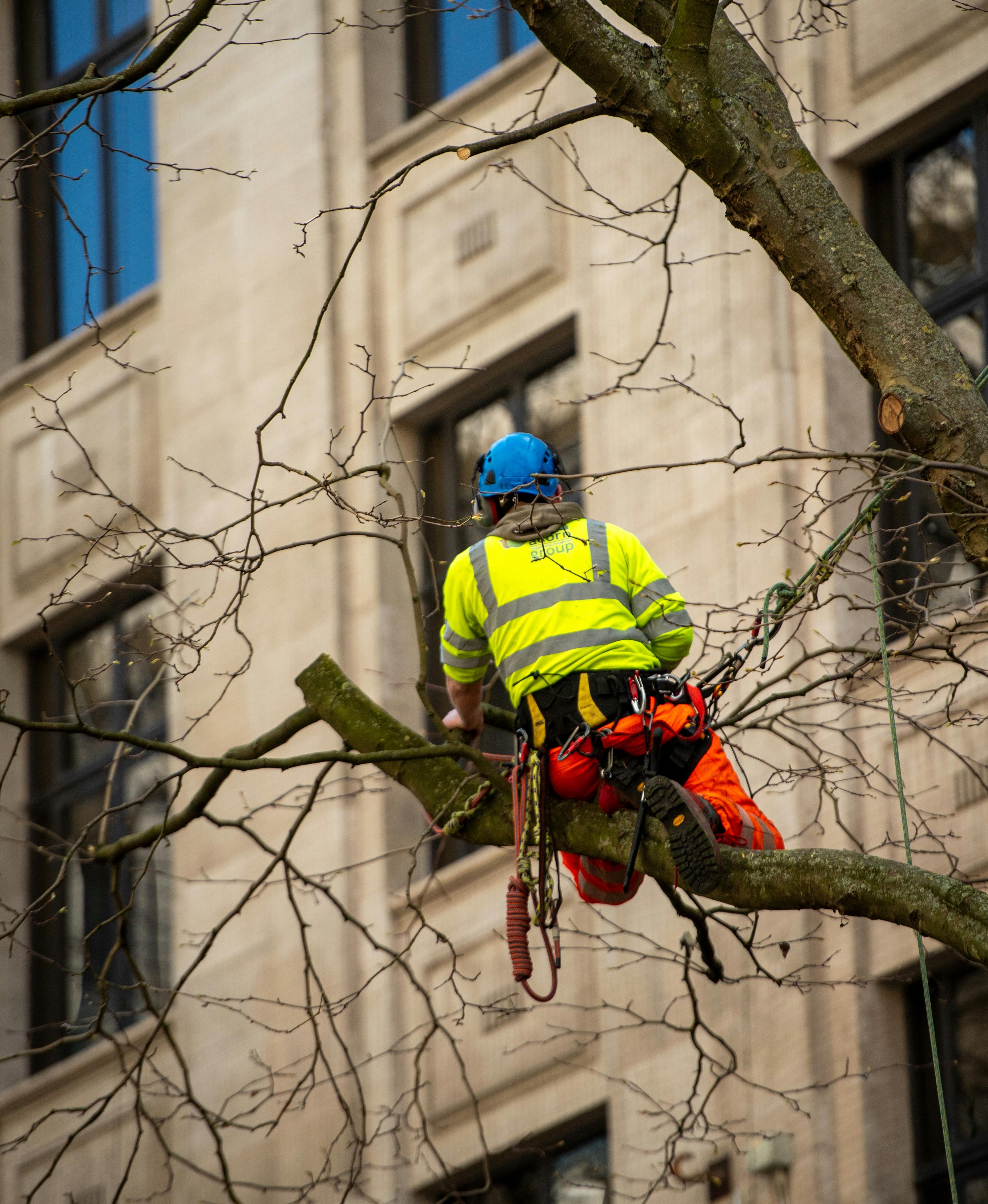 an-arborist-in-a-safety-vest-and-helmet-works-on-tree-branches-in-birmingham,-uk - margo-evardson (pexels)