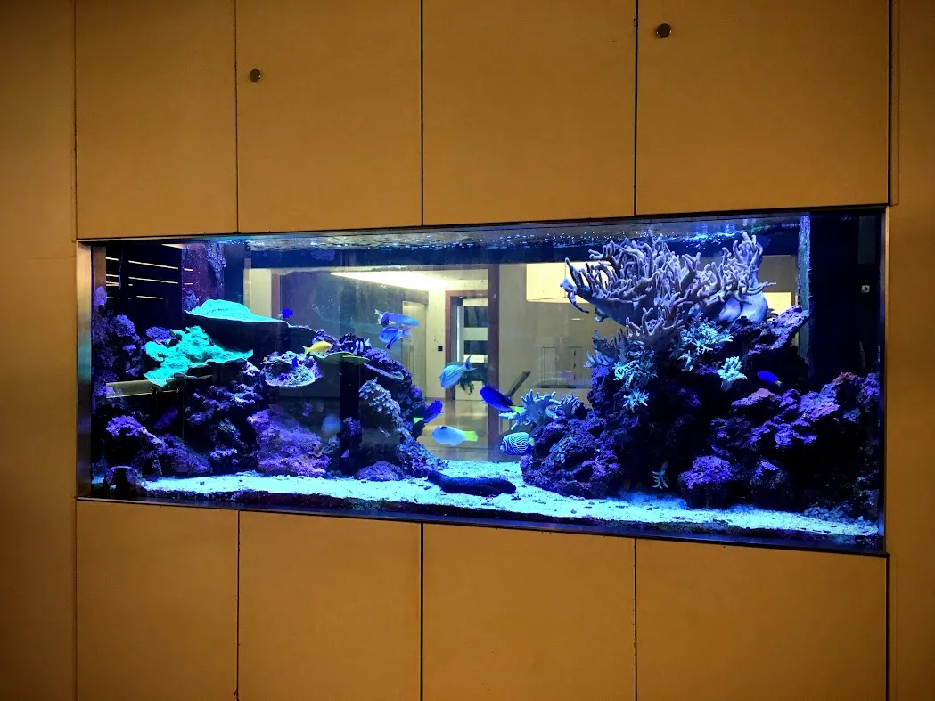 壁面に埋め込まれた横長の大型海水水槽で、イソギンチャクと複数の海水魚が青い照明の中で泳いでいる様子