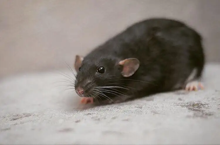 Silhouette of hand reaching upward against bright white background