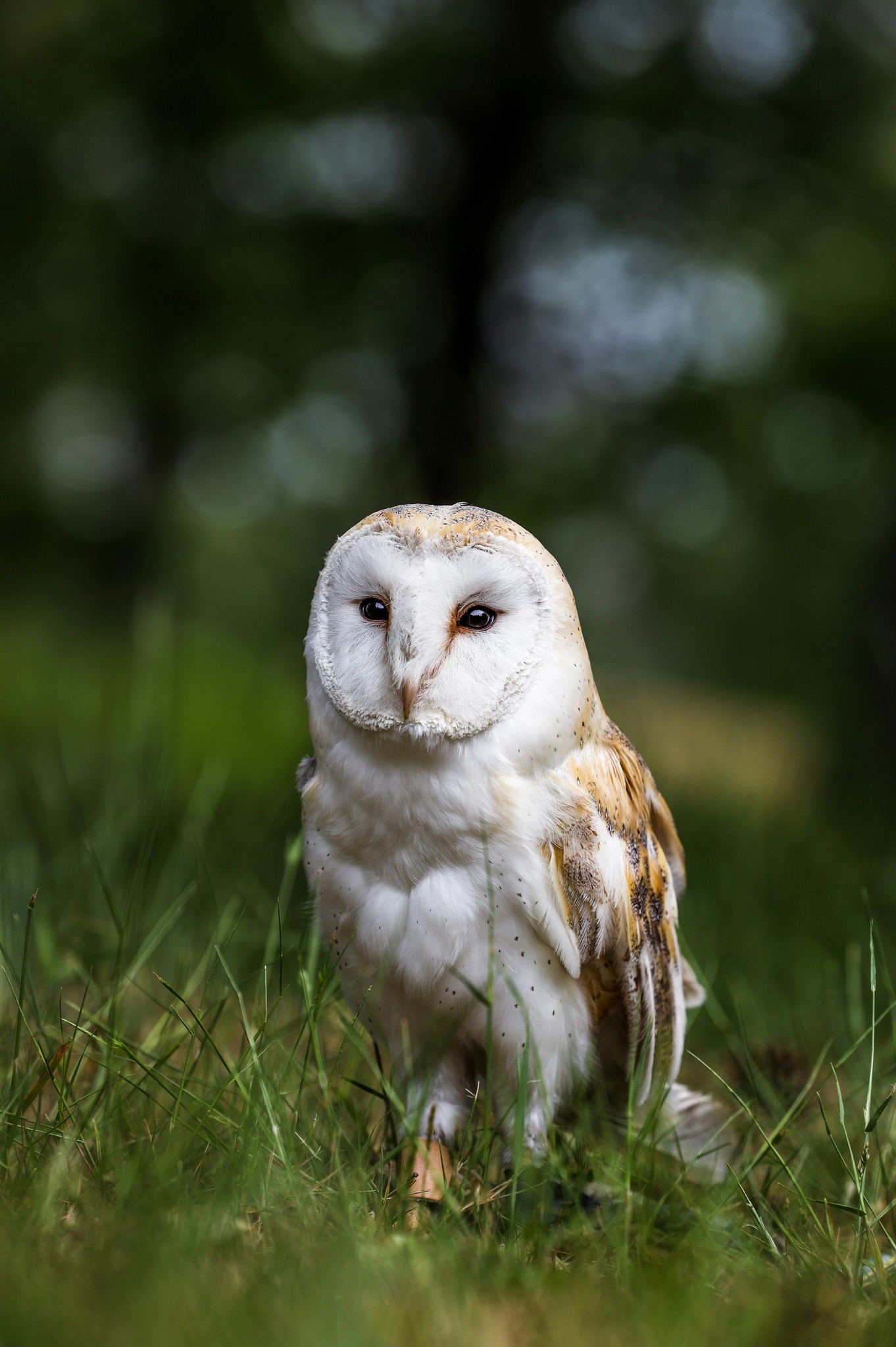 White owl on grass