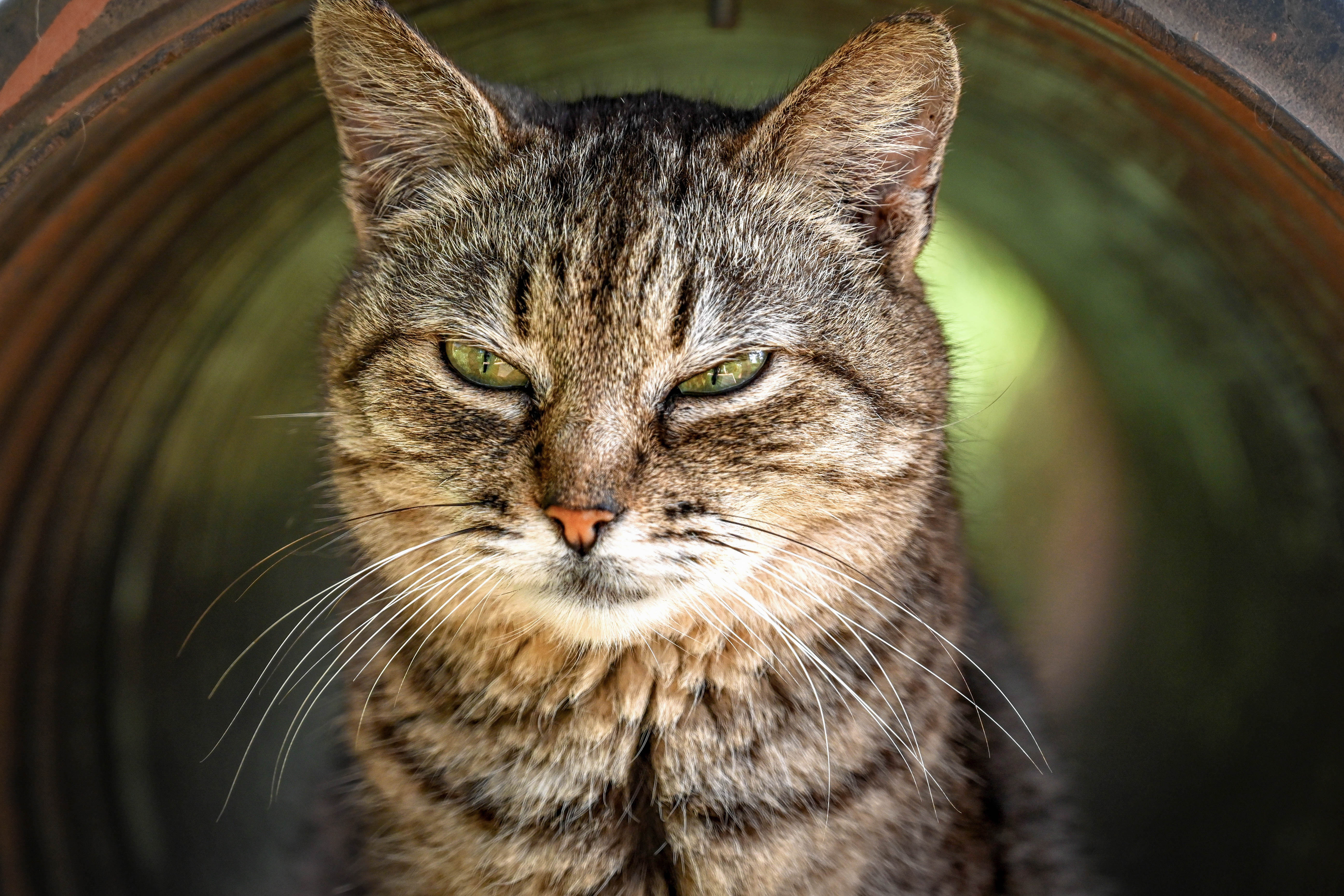 Lanai Cat in Tunnel