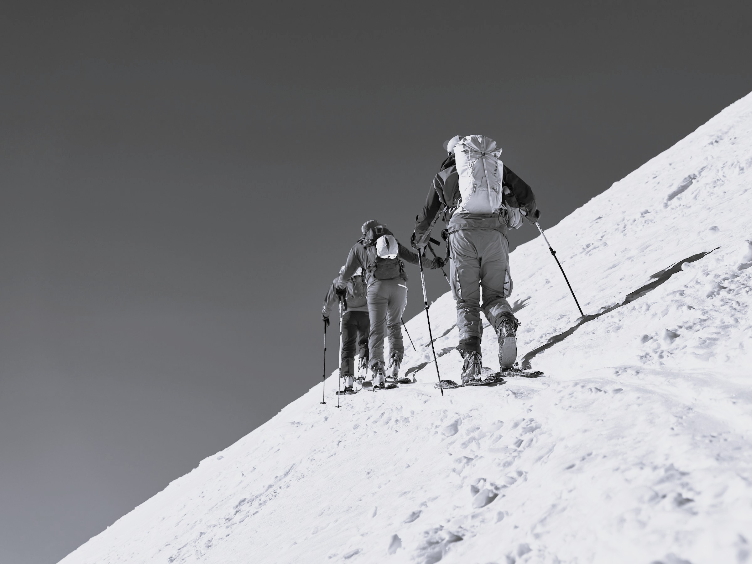 Close-up of lush, dark green leaves, some glossy and wet, against a muted background.