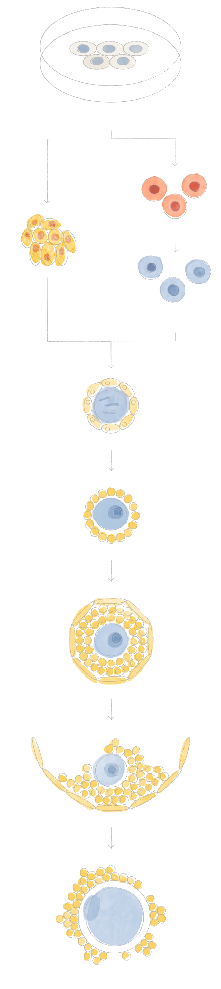 Diagram-style watercolor showing stem cells progressing into mature eggs