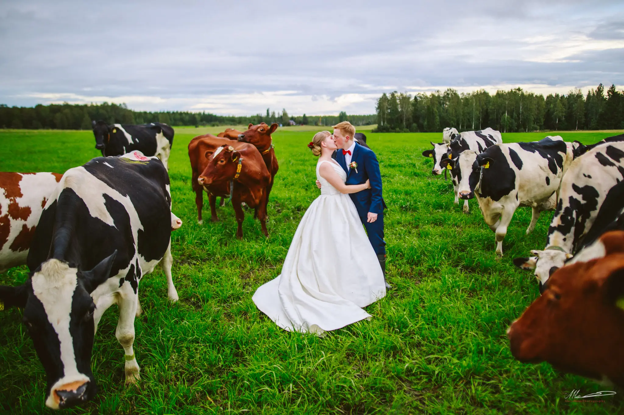 Hääpari suutelee pellolla — dokumentaarinen hääkuvaus, Atte Leskinen Photography