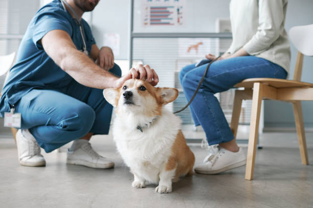 A dog's behavior is being assessed by a veterinarian during a consultation