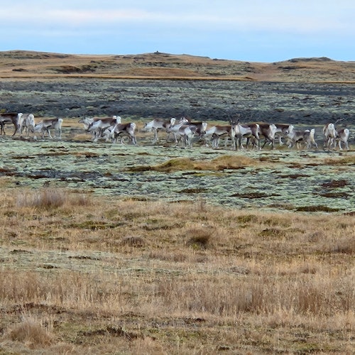 Herd of reindeer