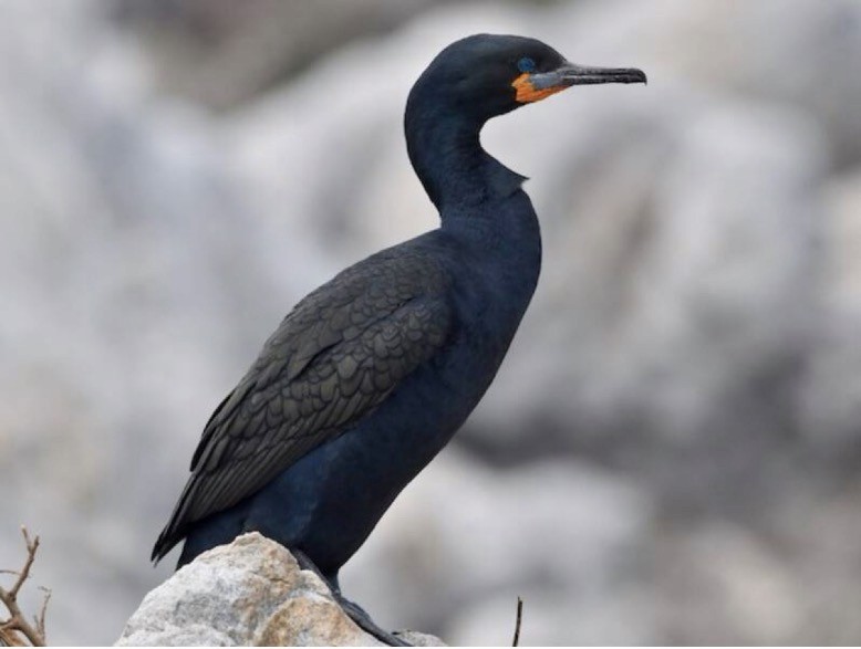 A Cape Cormorant standing on a rock at Stony Point Nature Reserve