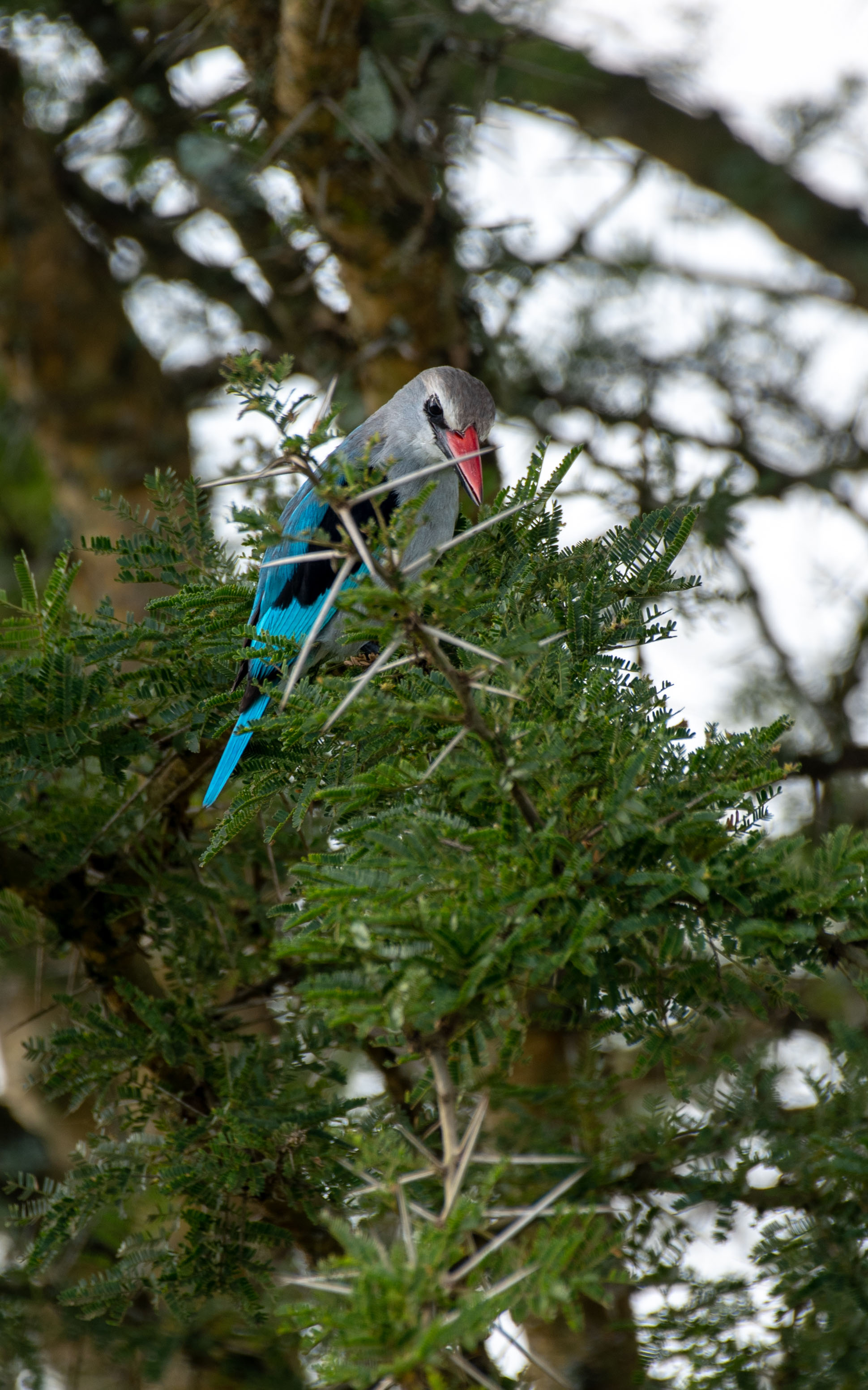 A woodland kingfisher surveying the territory below - Lake Mburo