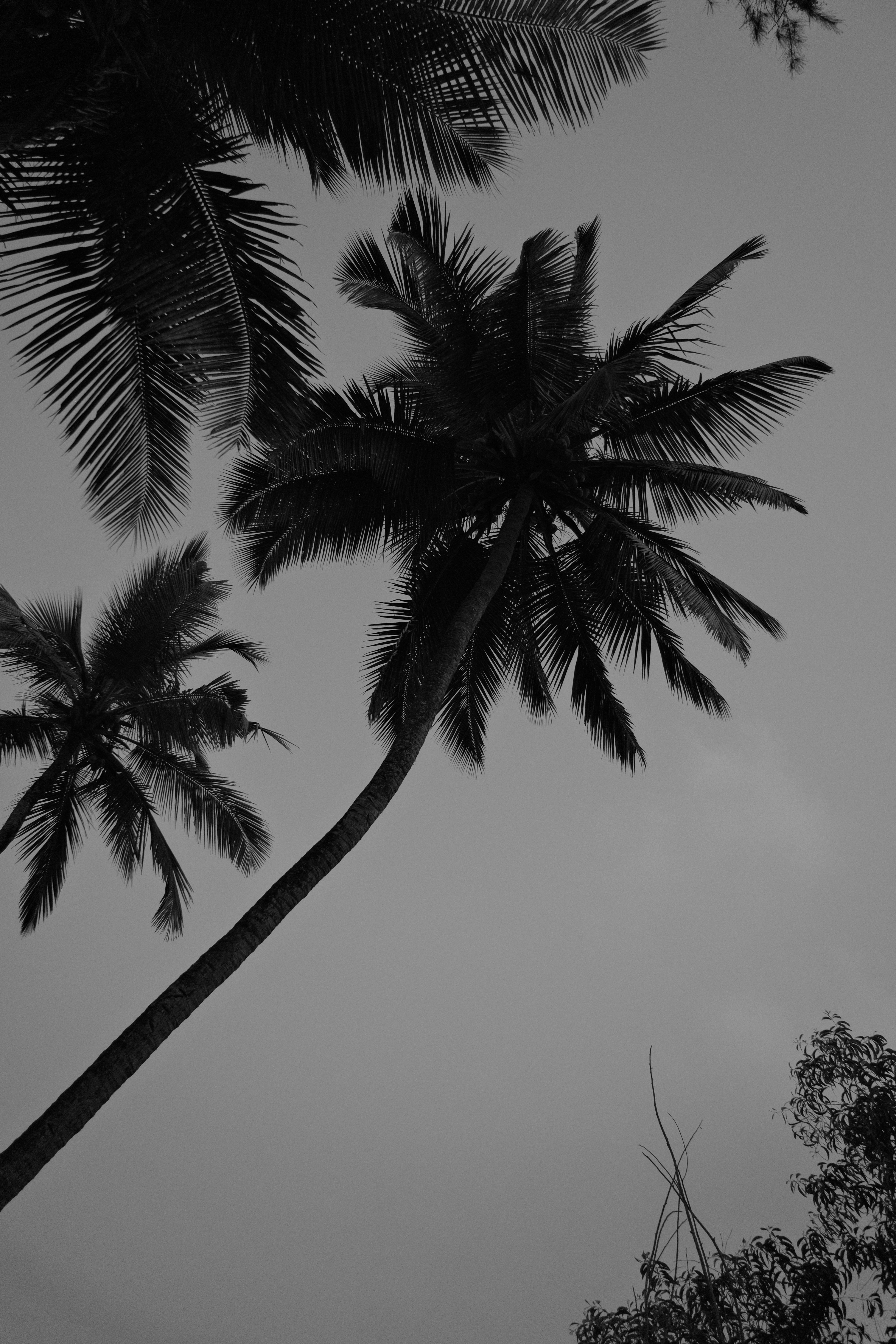 a black and white photo of two palm trees