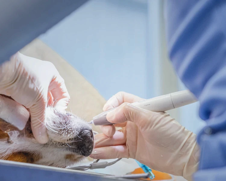 Die Tierzahnärztin führt eine Zahnbehandlung bei einem Hund durch.