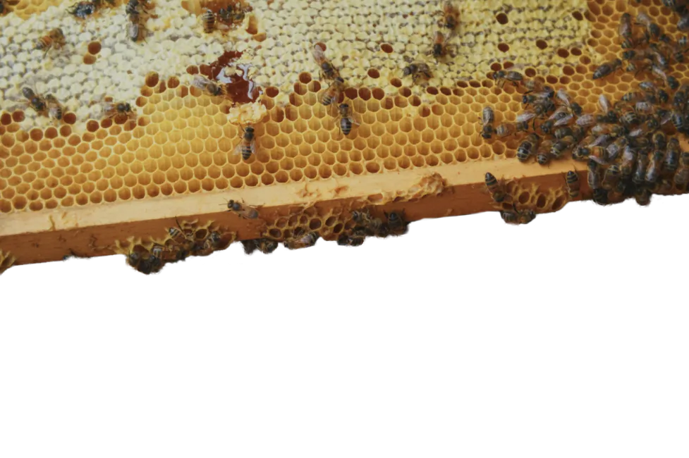 Delicous dripping honey comb from a beehive, bees still flying and hanging on