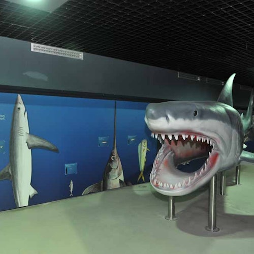 室内水族馆展览展示一个巨大的鲨鱼模型，并在蓝色墙面上绘有各种鱼类的壁画。