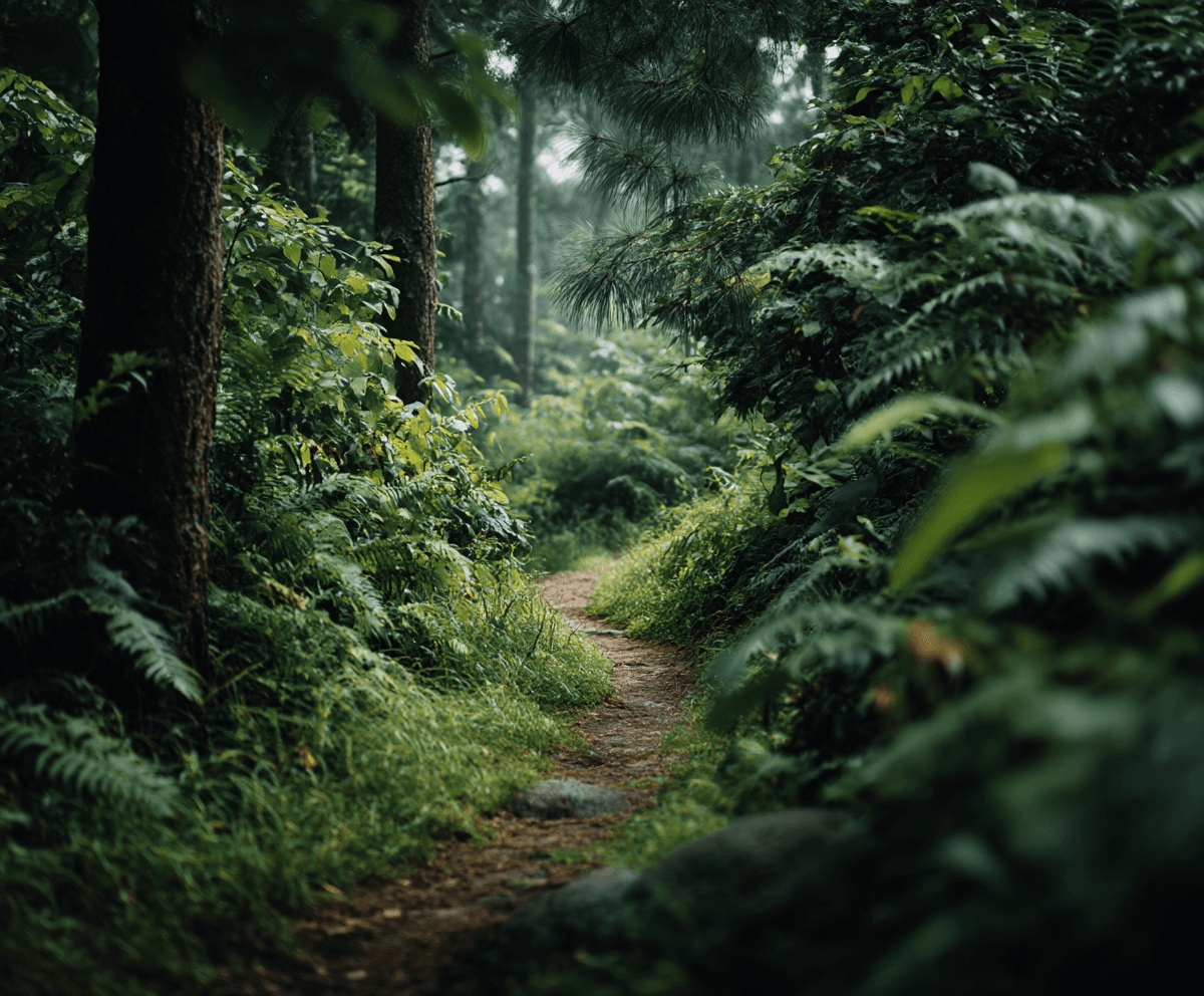 A narrow path winding through a lush, green forest surrounded by dense foliage and tall trees.