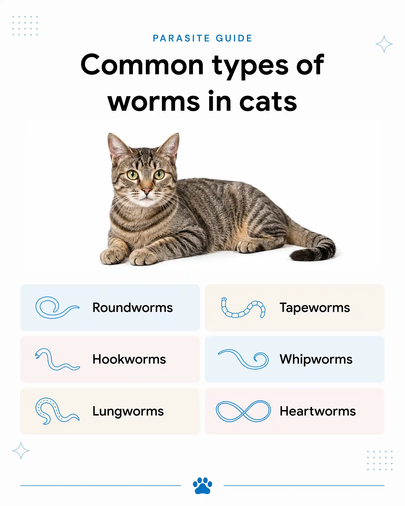 An infographic showing the common types of worms in cats.