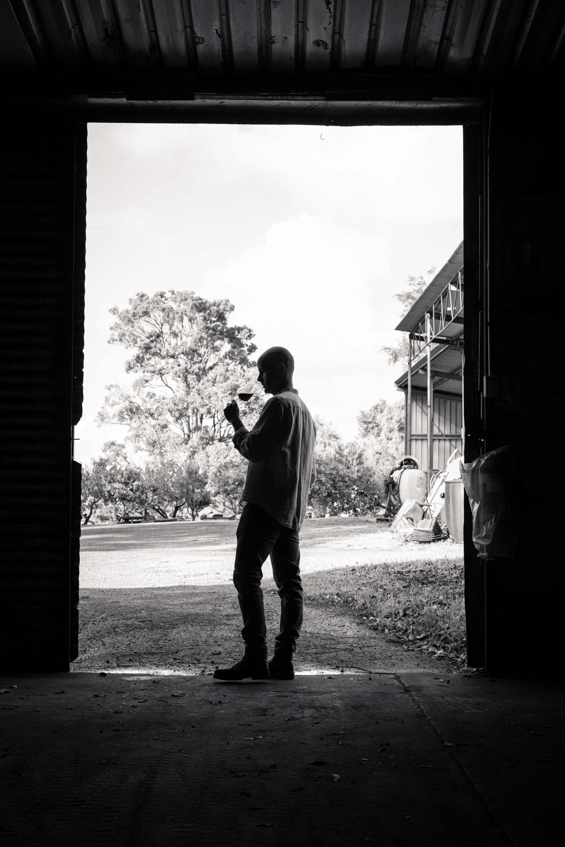 vineyard row, red leaf