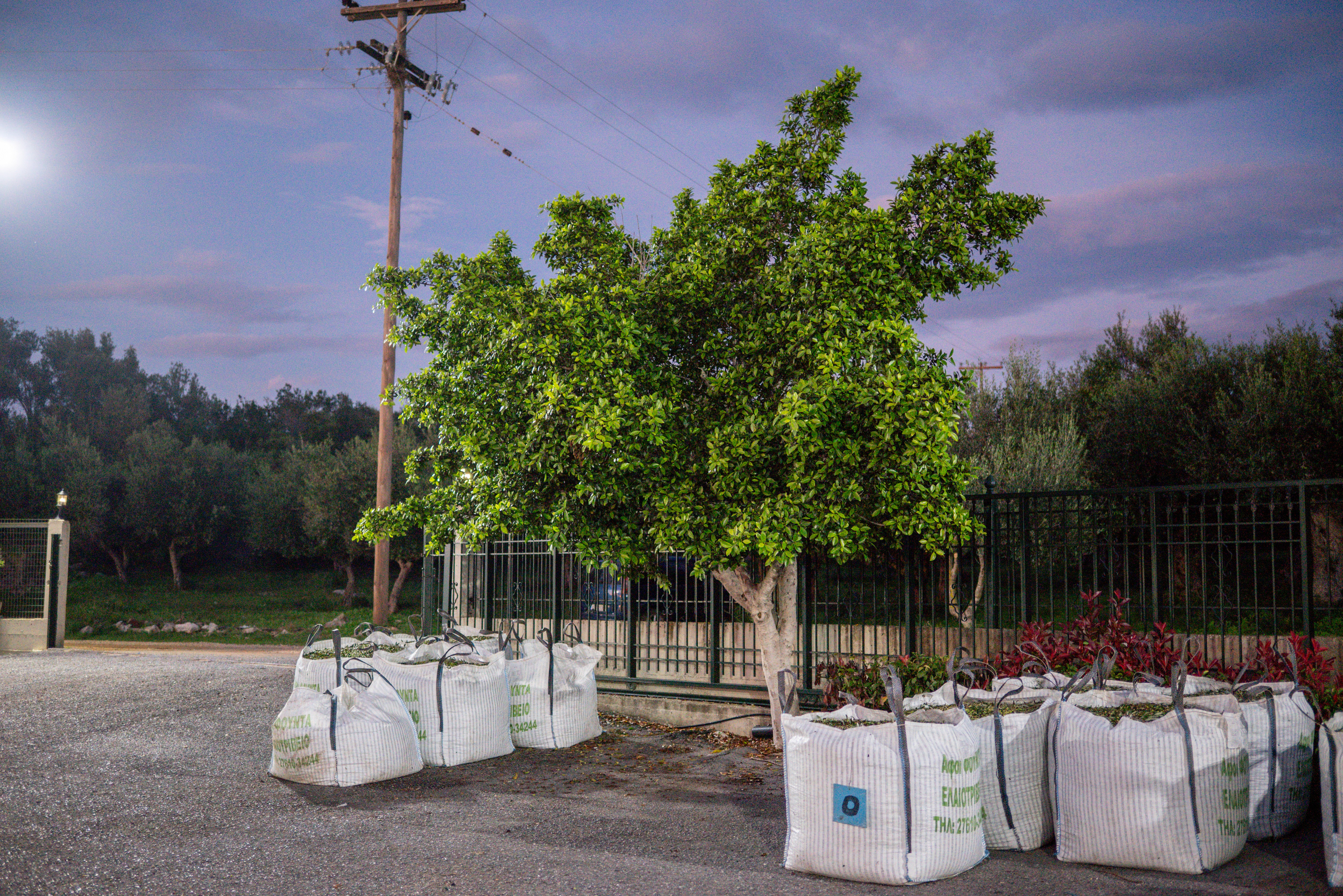 Sacks of freshly harvested Koroneiki variety olives outside Fountas olive oil mill in Filiatra, Messenia.