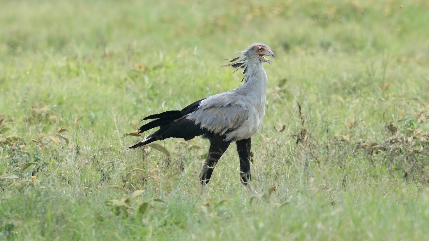 Ground Raptor