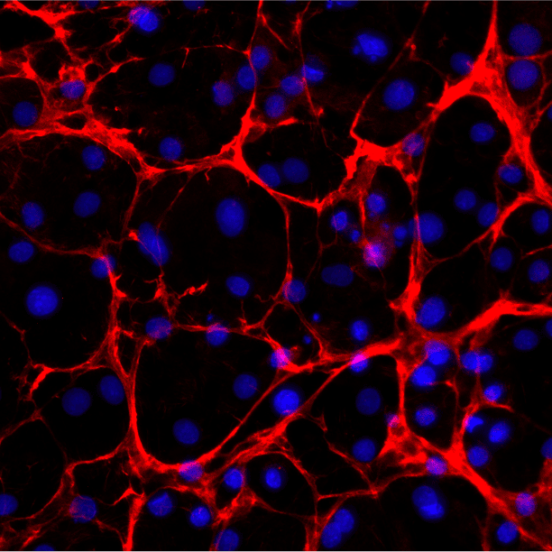 Bile canalicular network visualised by MRP1 immunostaining (red) between adjacent hepatocytes. Visible canaliculi indicate apical–basal polarisation, which is what makes hepatic transporter and efflux studies physiologically meaningful.