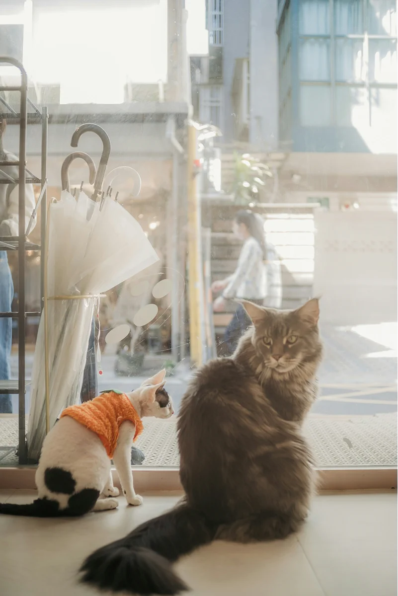 YUU Pet Shop grooming area with tubs and grooming equipment