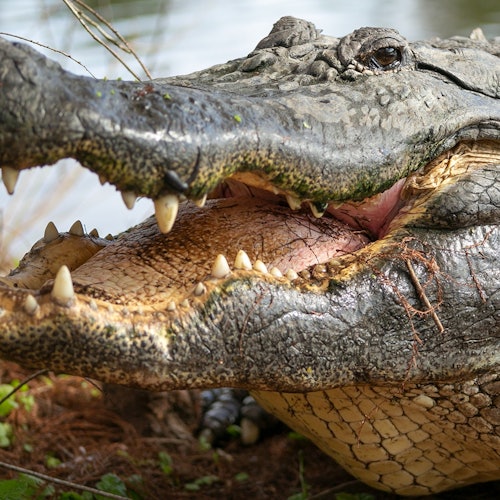 Гейтърленд Орландо