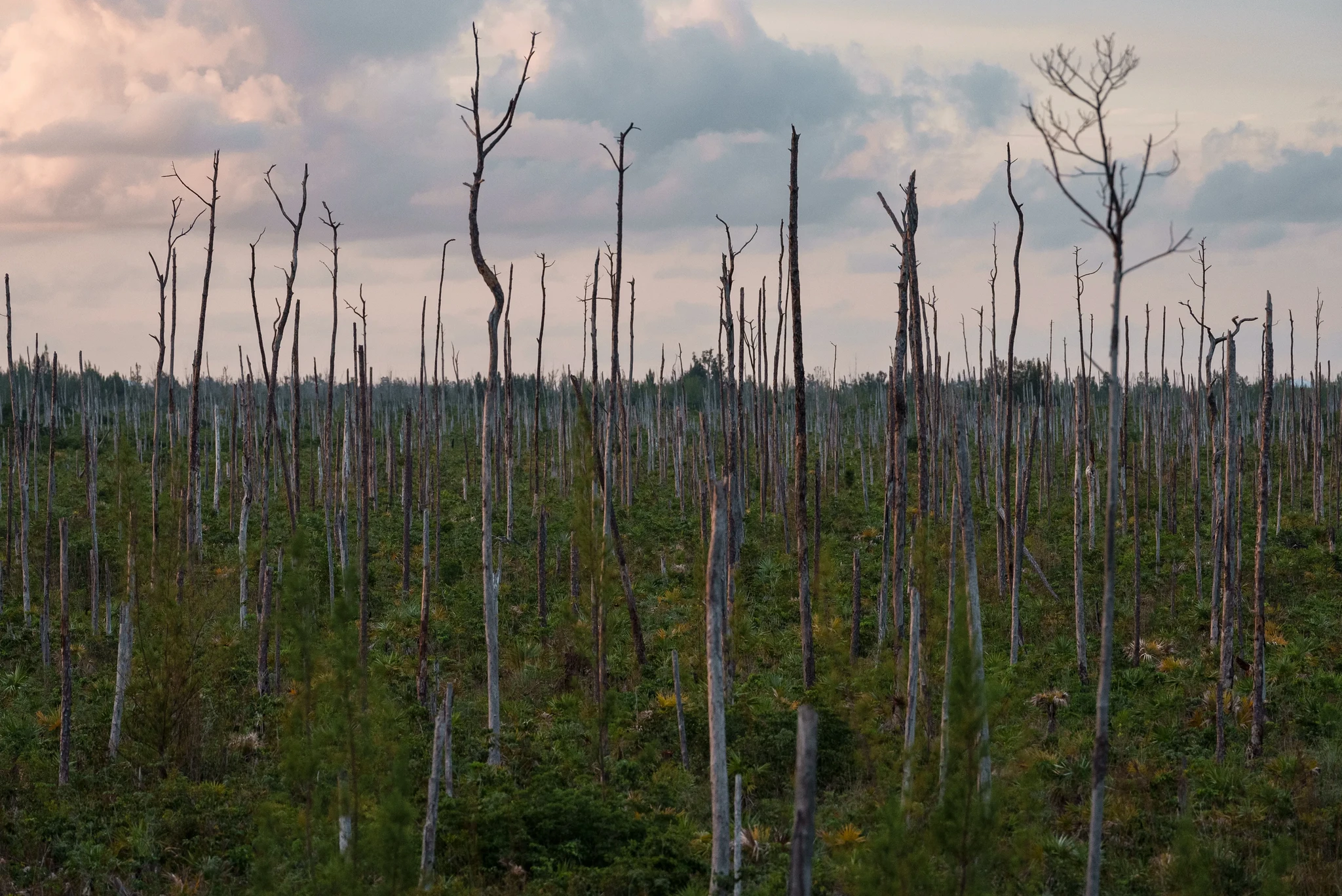 A landscape of a forest with many bare tree trunks and sparse greenery. The sky above is cloudy, creating a somber and eerie atmosphere.