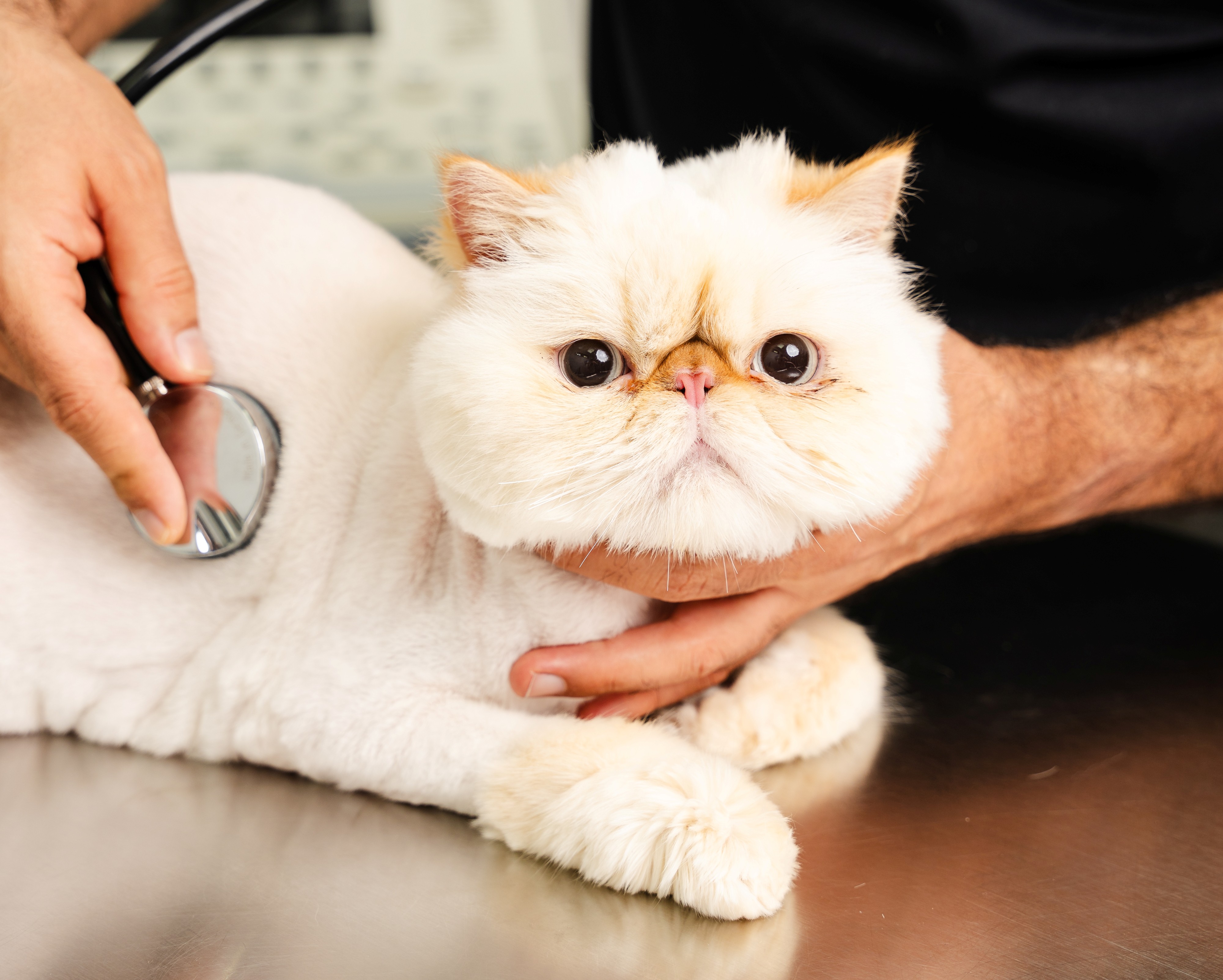 Symptoms of ear mites in cats