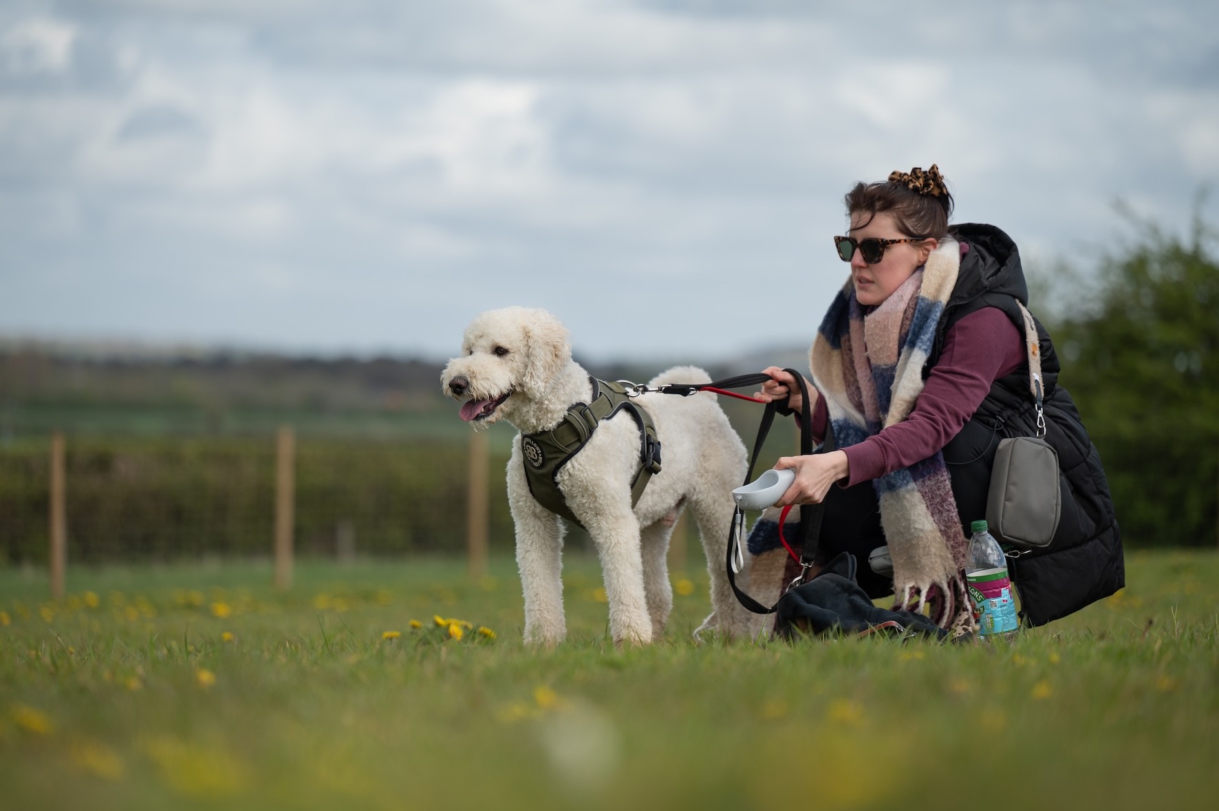 In the foreground is a happy, relaxed dog (on lead) being trained, whilst another dog is in the background (out of focus)