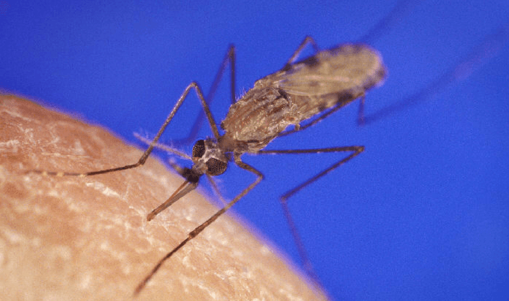 Anopheles gambiae