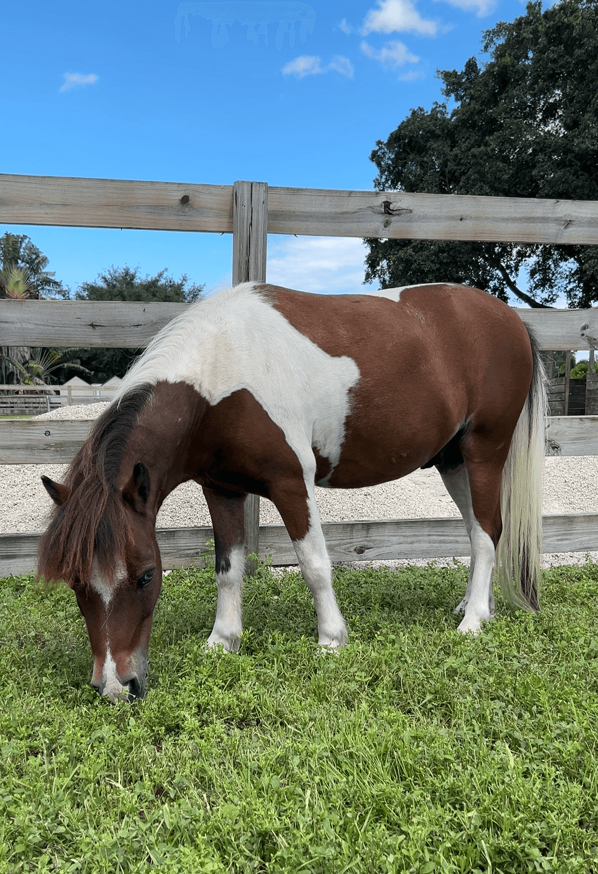 Oliver a brown and white mini horse on Tomorrow's Rainbow's mini-ranch.