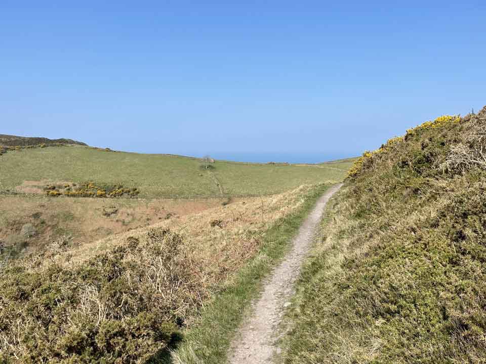 Feral Swan: restorative and ecotherapy – image of a footpath through UK countryside with gorse