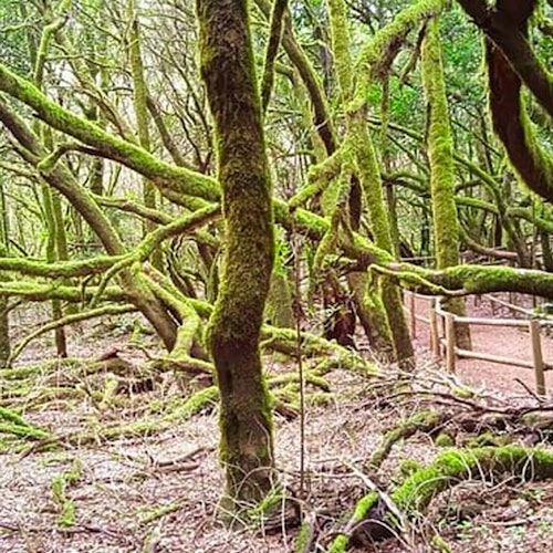 ガラホナイ国立公園