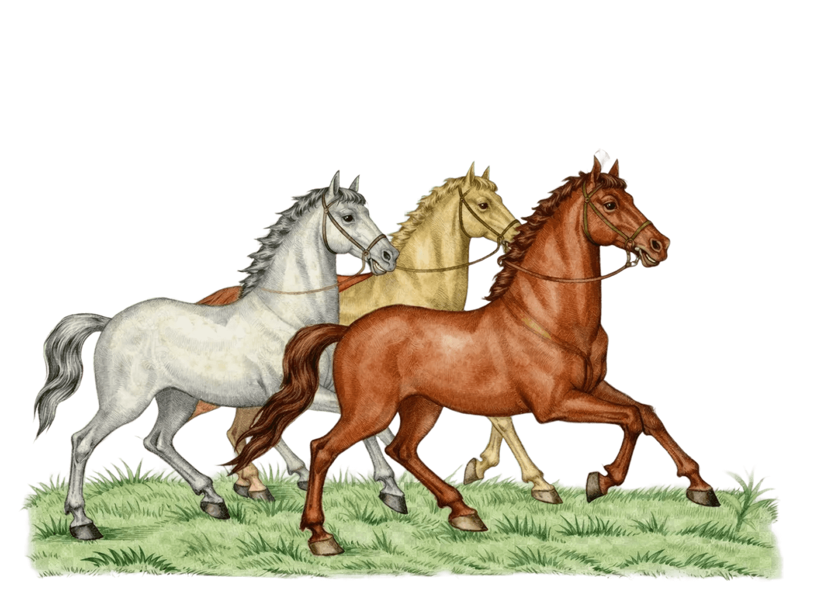 Three horses galloping through grass.