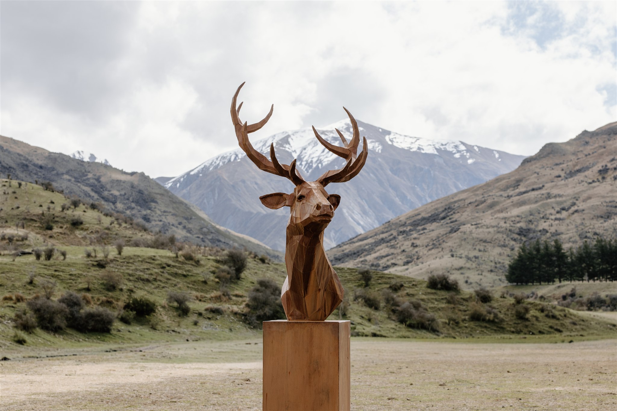 Stag, shoulder mount