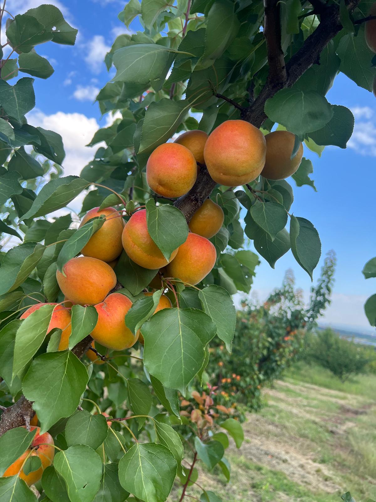Fresh apricots with smooth texture, retail-ready selection.