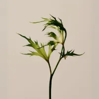 Elegant Green Plant