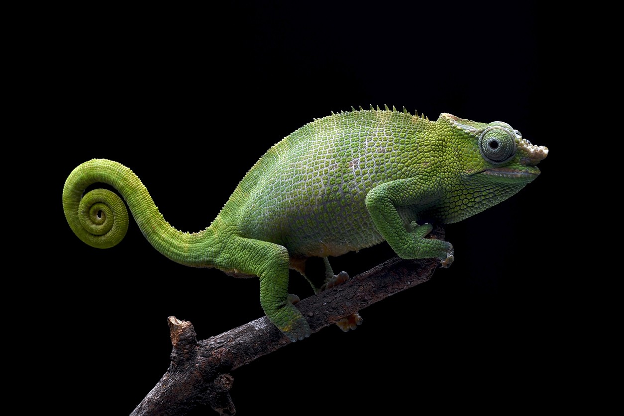 chameleon transforming itself