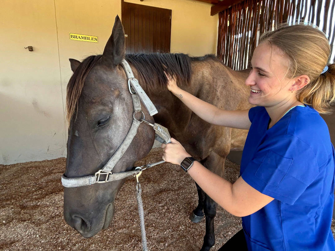 A horse receving treatment by Second Stride Vetrinary Physiotherapist, Lea Bestel